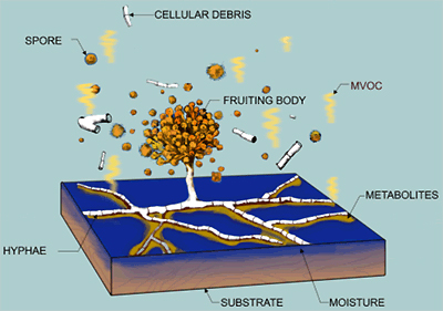 Mold gives off spores - Chicago